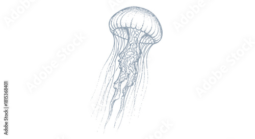 Sketch of a jellyfish on a white background
