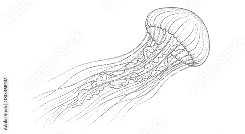 Detailed Sketch of a Jellyfish