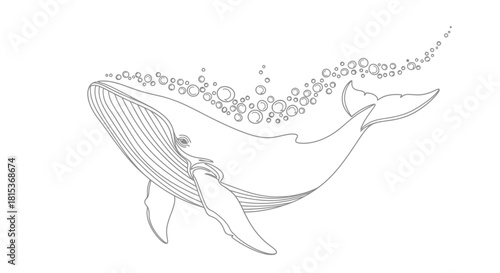 Line Art Whale Illustration