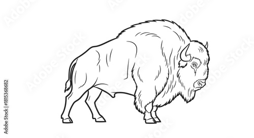 Line Art Bison Illustration