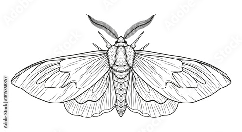 Detailed Illustration of a Butterfly or Moth