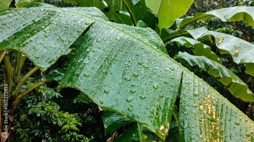 Wet banana leaves with droplets rain falling in lush foliage