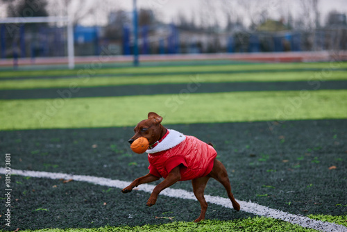 playful miniature pinscher in a red coat runs joyfully across a green turf field while carrying a bright orange ball in its mouth. The atmosphere is lively as the dog enjoys the cool day.
