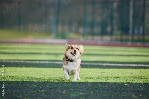 happy corgi runs freely across green grass in a park under clear skies. The dog’s joyful expression shows its excitement and energy as it plays outside.