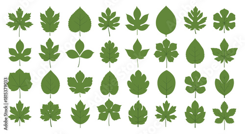 A comprehensive and diverse collection of various green tree leaf species isolated on a white background.
