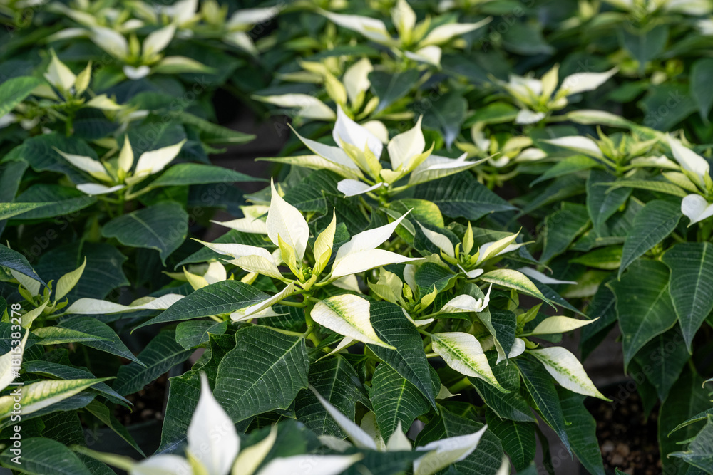 Obraz premium Closeup of white blooming poinsettia plants, Alpina White variety, as a cheerful Christmas holiday background 