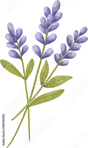 Lavender Flower Illustration – Botanical Purple Lavender