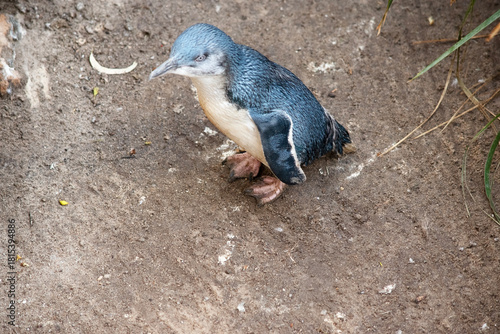 this is a side view of a fairy penguin