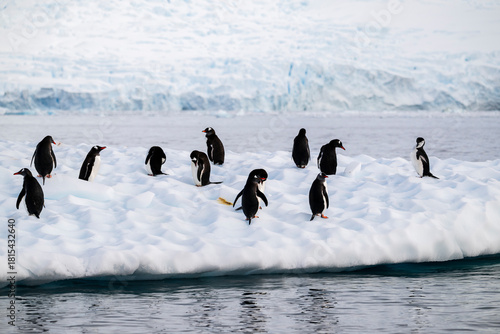 Group of penguins on an iceberg in Antarctica