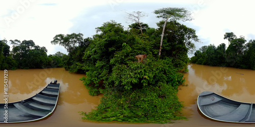 A monkey on a tree branch in a rainforest. Borneo, Malaysia, Sukau. VR 360.
