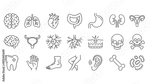 Line icons of various human body parts and organs on a white background