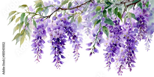 Beautiful cascading purple wisteria flowers hanging from a branch with green leaves on white background