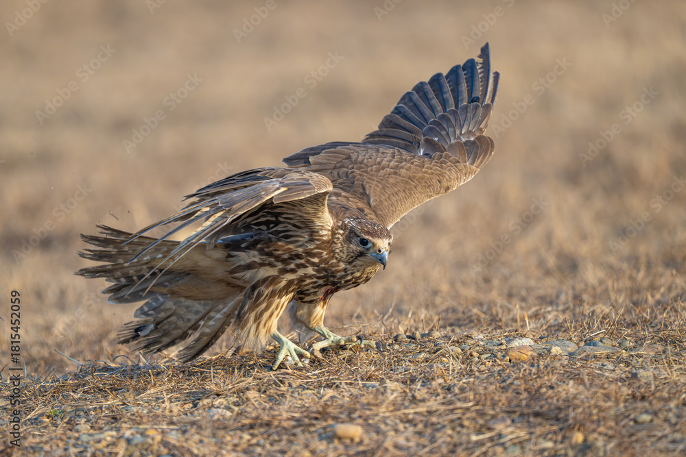 Fototapeta premium red tailed hawk in flight