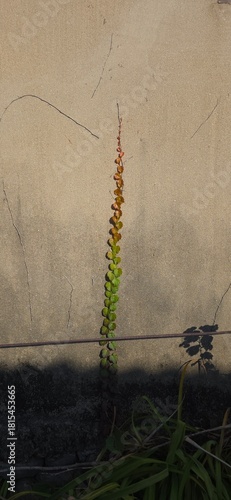 Solitary Vine Reaching Up the Wall in Autumn Light