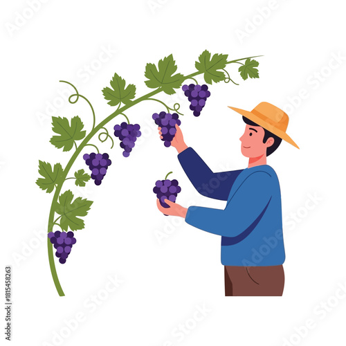 Farmer harvesting grapes from vine in autumn season
