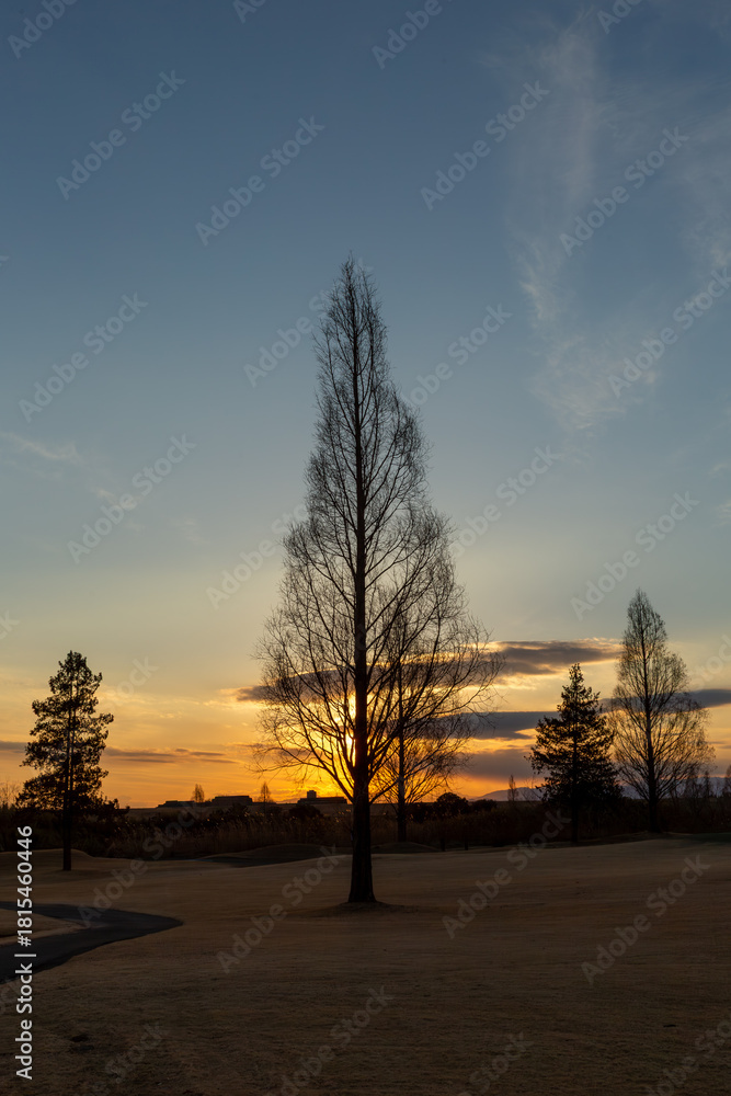 Obraz premium 夕景と木のシルエット