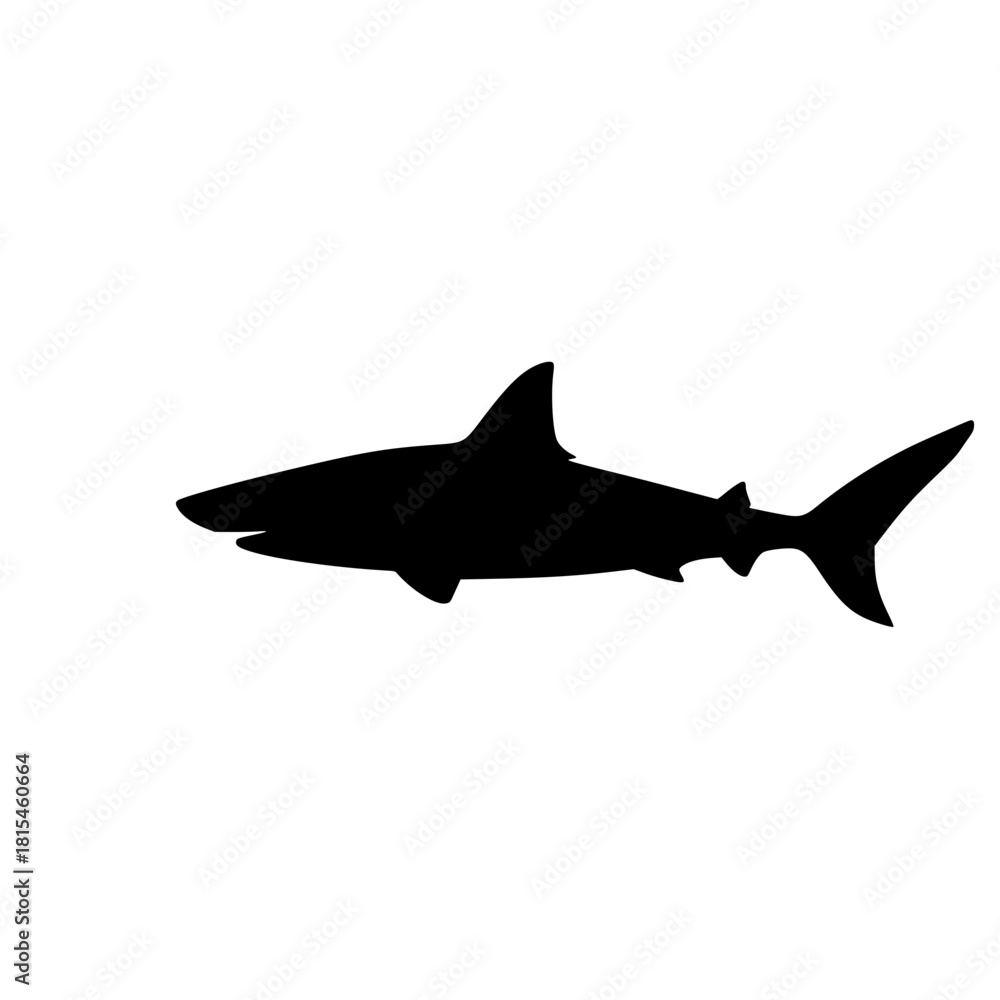 Fototapeta premium shark vector illustration