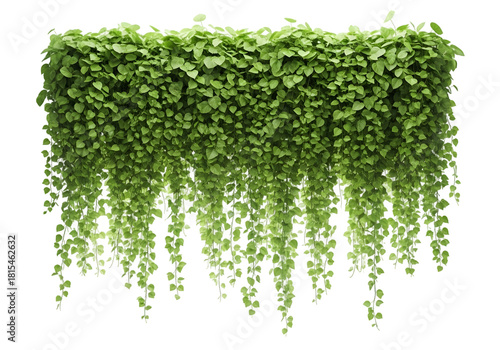 A dense wall of lush green hanging ivy plants cascading downwards isolated on transparent background