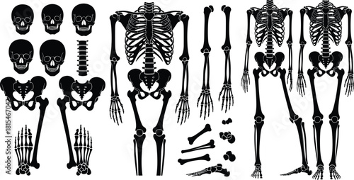 Human skeleton parts illustration, skull spine rib cage pelvis limbs, anatomical reference, silhouette style, cad drawing flat vector content