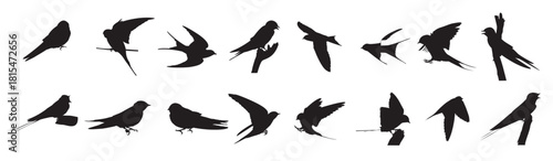 barn swallow silhouettes