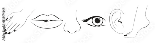 body parts illustration