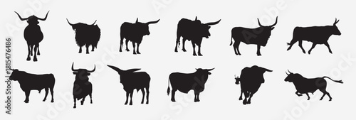 Set of bull vector illustration