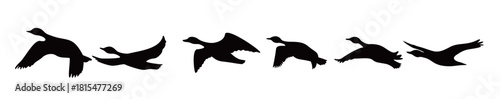 canada goose silhouette design wild duck flying in group