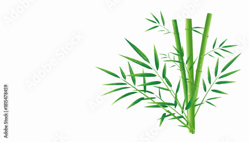fresh rosemary on white background