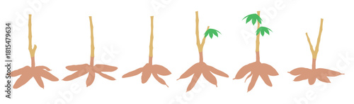 cassava tree vector illustration