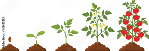 Tomato plant growth stages from seed to mature fruit-bearing plant with flowers, illustrating the full life cycle of farming and cultivation on white background.