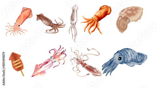 Collection of diverse watercolor illustrations of various squid and cuttlefish species swimming and posing creatively