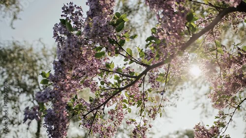 Blossoming branches frame a sunlit sky, soft purple petals dangling from limbs with green leaves
