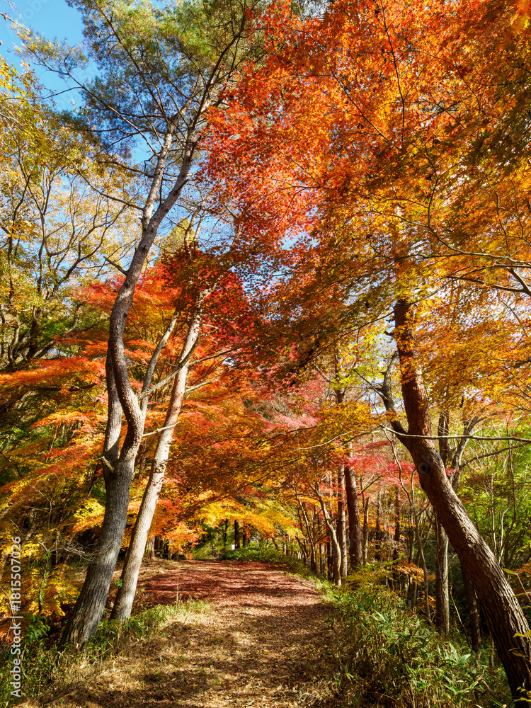 Fototapeta premium 紅葉が広がる六甲の登山道、シェール道