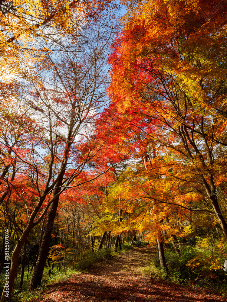 Naklejka premium 紅葉が広がる六甲の登山道、シェール道