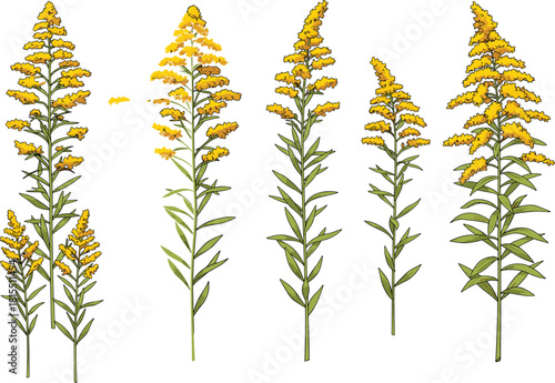 Yellow goldenrod flowers, wildflower plant stems, vibrant yellow blooms, detailed botanical illustration, natural floral cluster, fresh garden flowers, bright summer blossoms, delicate flower