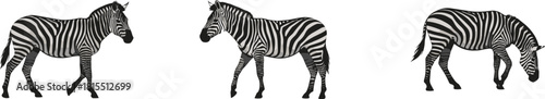 Zebra side view silhouette, wild African animal, black and white stripes, walking and grazing, nature wildlife, safari, exotic mammals, isolated white background