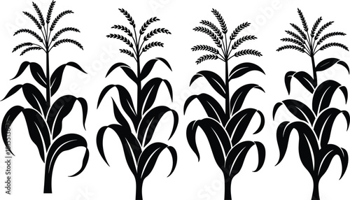 Black and white silhouette illustration of corn stalks with tassels and leaves, perfect for agricultural, botanical, and farming design themes.