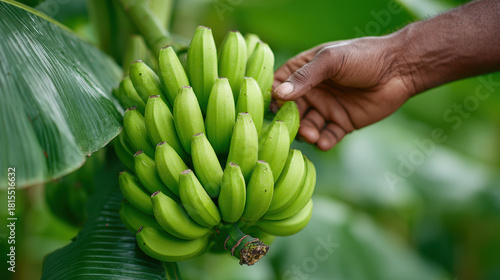 Farmer hand carefully selecting bunch of fresh green banana fruit during harvest. This agriculture scene on farm shows organic food cultivation and growth