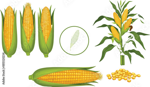 Corn Plant Growth Stages with Kernels, Ears, and Full Crop Anatomy for Agricultural, Botanical, and Food Science Educational Vector Use