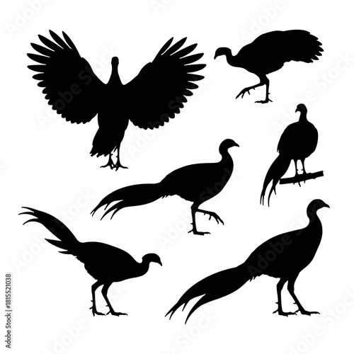 Great Argus Pheasant silhouette set displaying long tail feathers vector illustration.
