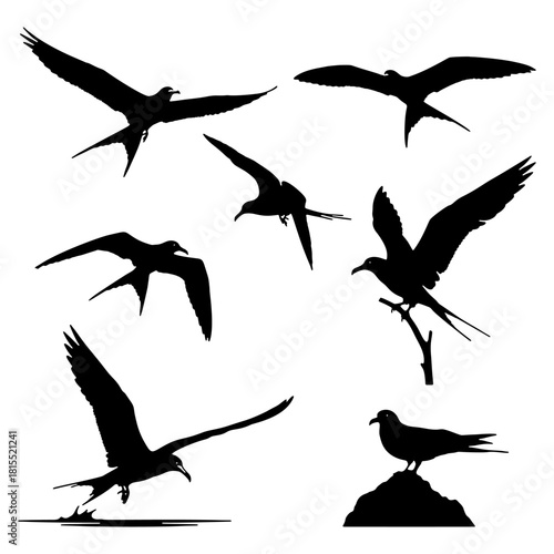 Frigatebird silhouette soaring vector set, seabird with wide wingspan illustration.