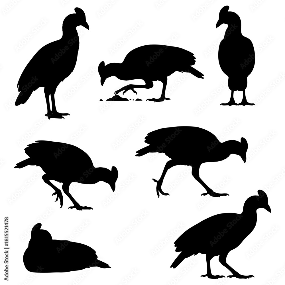 Fototapeta premium Maleo bird silhouette vector set, endemic Sulawesi ground bird illustration.