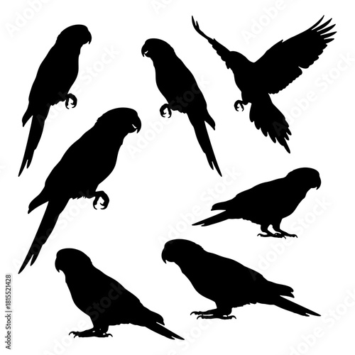 Talking Myna or Parrot bird silhouette vector set on branches illustration.