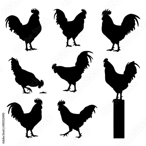 Farm Rooster silhouette vector set, morning crowing chicken icon.