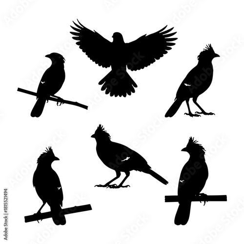 Bali Starling silhouette vector set, rare exotic Indonesian bird illustration.