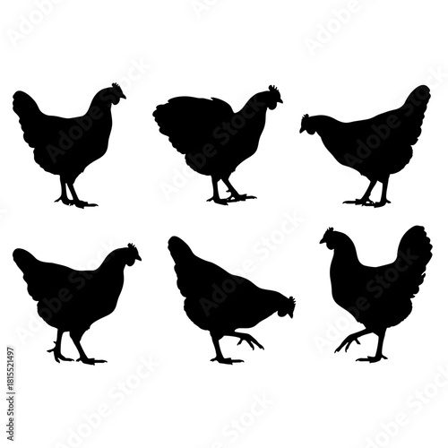 Hen chicken silhouette vector set, farm poultry animal illustration.