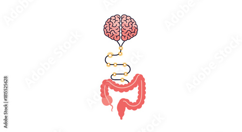 Illustration showing the connection between the brain and the intestines via nerves.