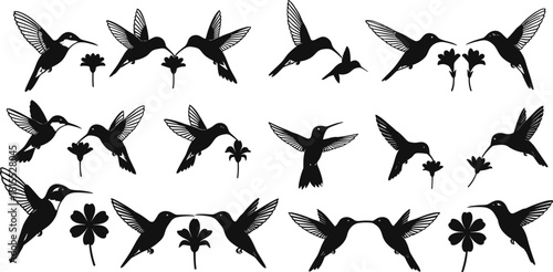Hummingbird silhouette vector set, black bird and flower icons, flying and feeding poses, nature graphics for wildlife, floral, and design themes