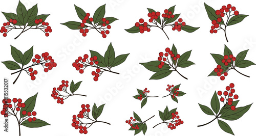Collection of vector red berry branches with green leaves, hand drawn botanical illustration set isolated on white background for christmas holiday winter decoration design.