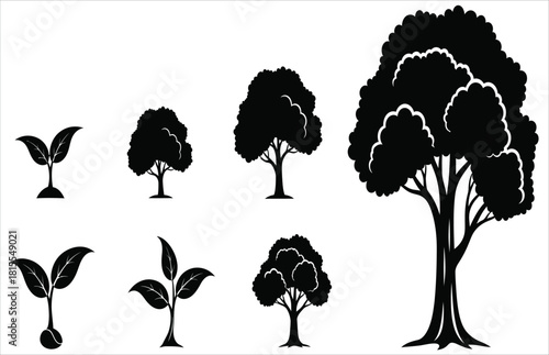 Tree growth stages silhouette illustration from seedling to mature tree